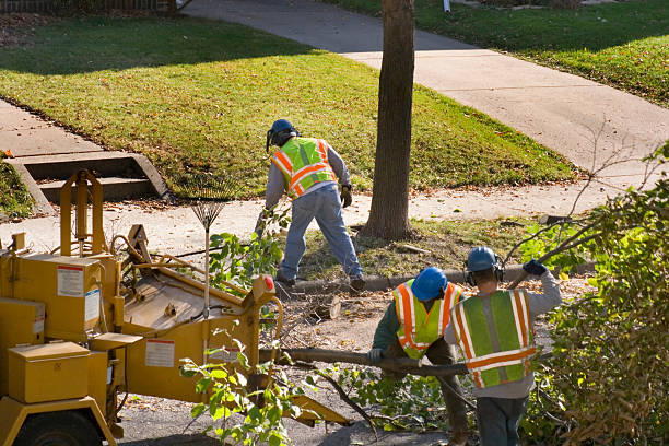 How Our Tree Care Process Works  in North York, PA